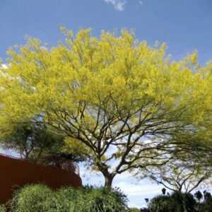 BALNEARIA RECIBIRÁ ÁRBOLES DEL PROGRAMA «MÁS FLORA CORDOBESA»