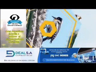 Ver Canal 99 en Vivo